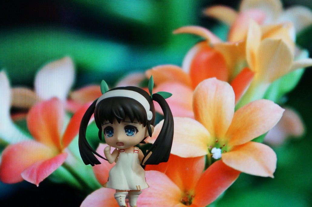 Mayoi Hachikuji.0